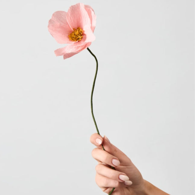 Papierblume Anemone, rose